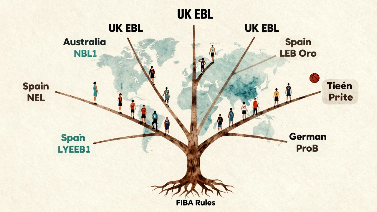 A tree diagram showing different countries' basketball league structures branching from FIBA rules.